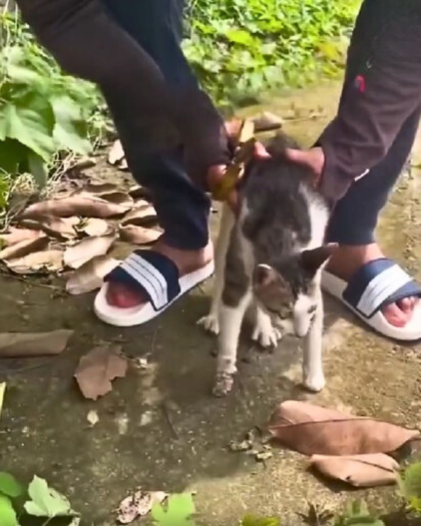 guy and stuck cat