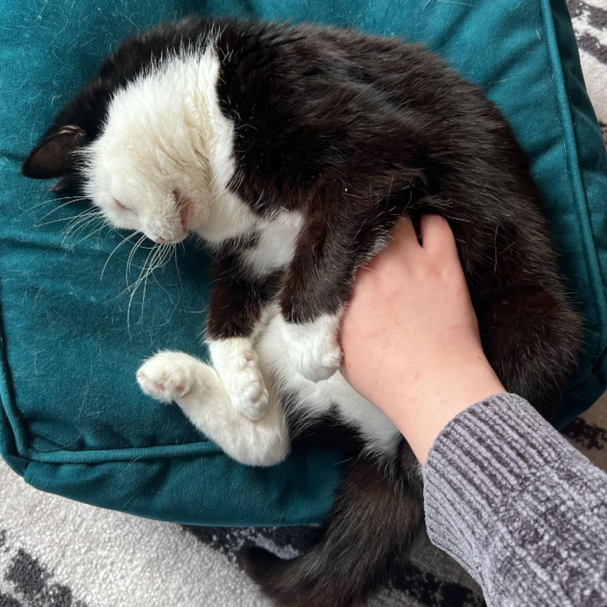 hand petting the cat