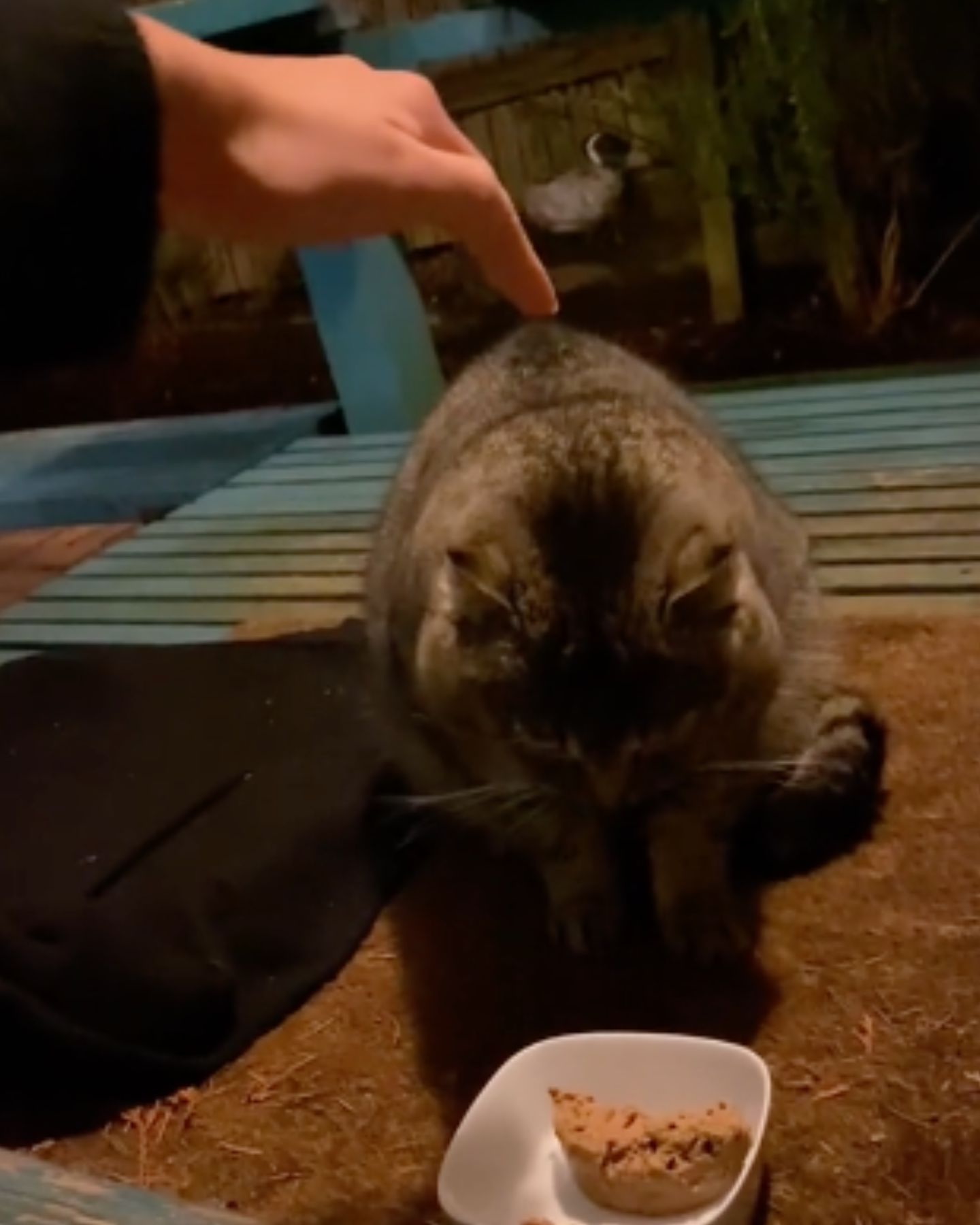 hand trying to pet the bobcat