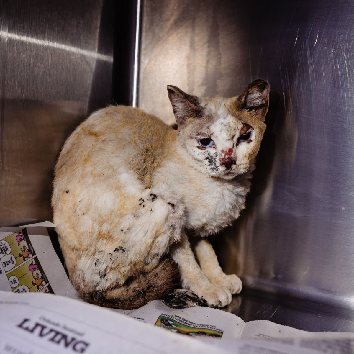 injured cat