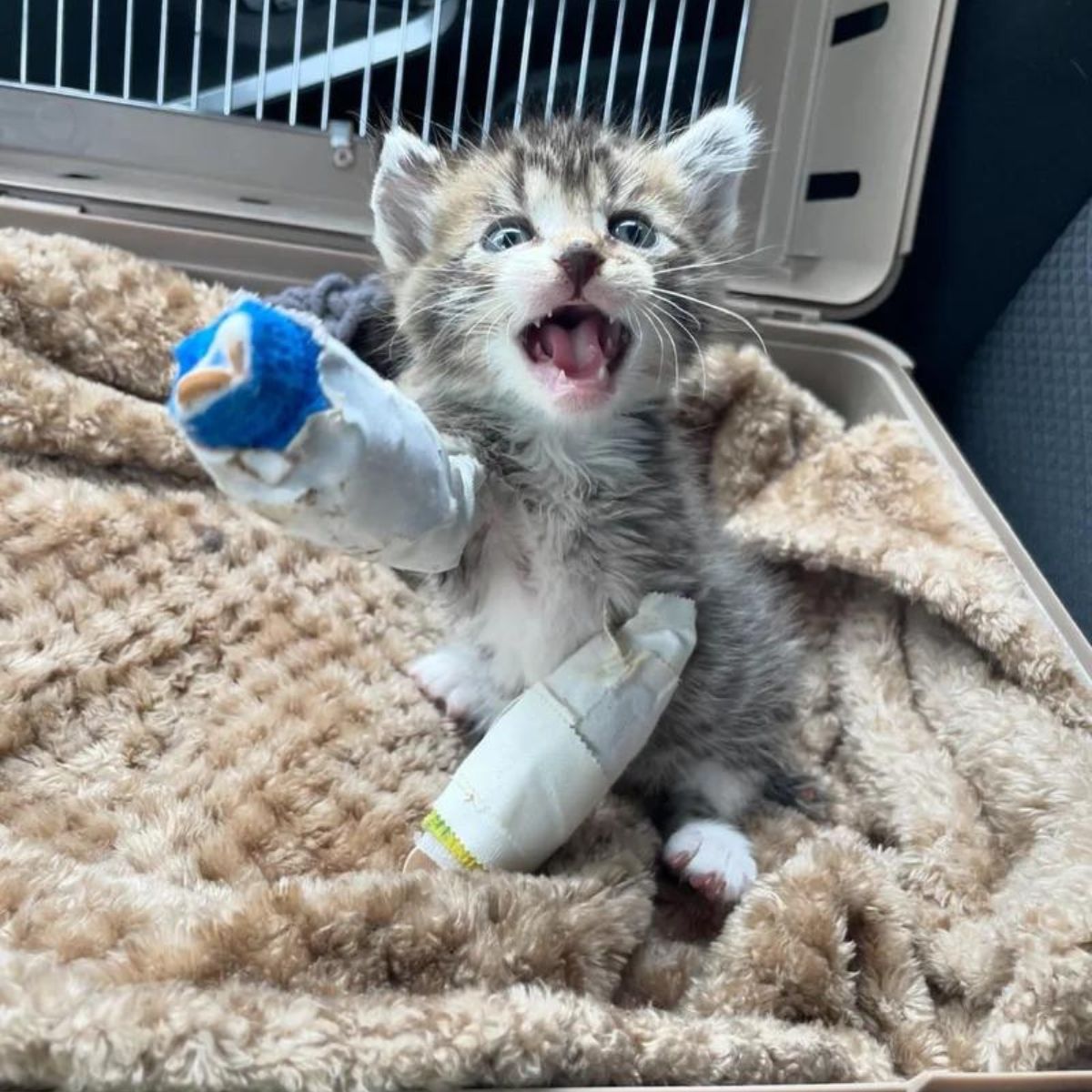 injured kitten