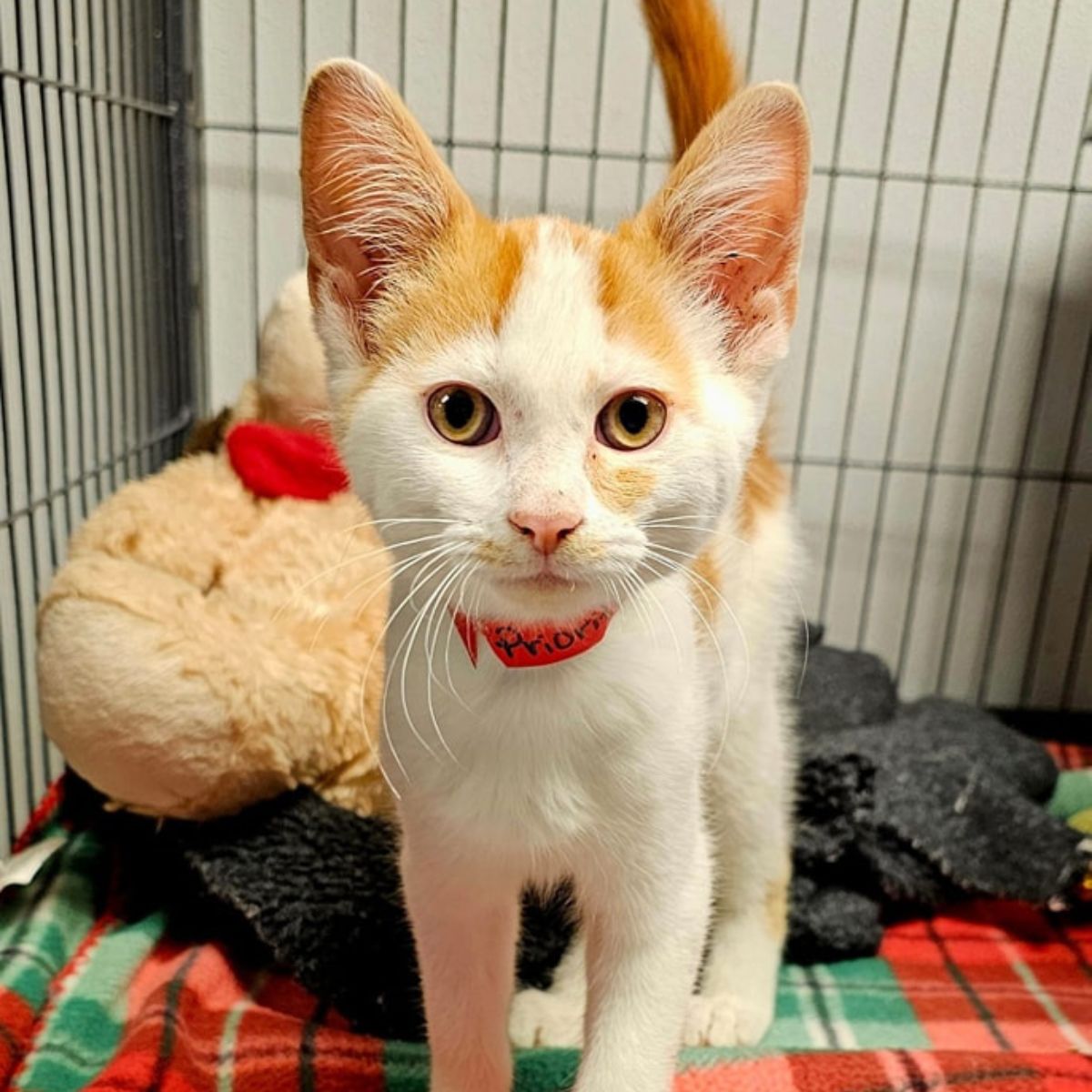 kitten in a kennel