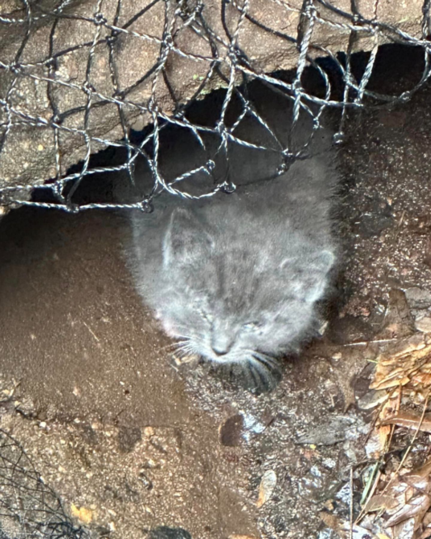 kitten in drain