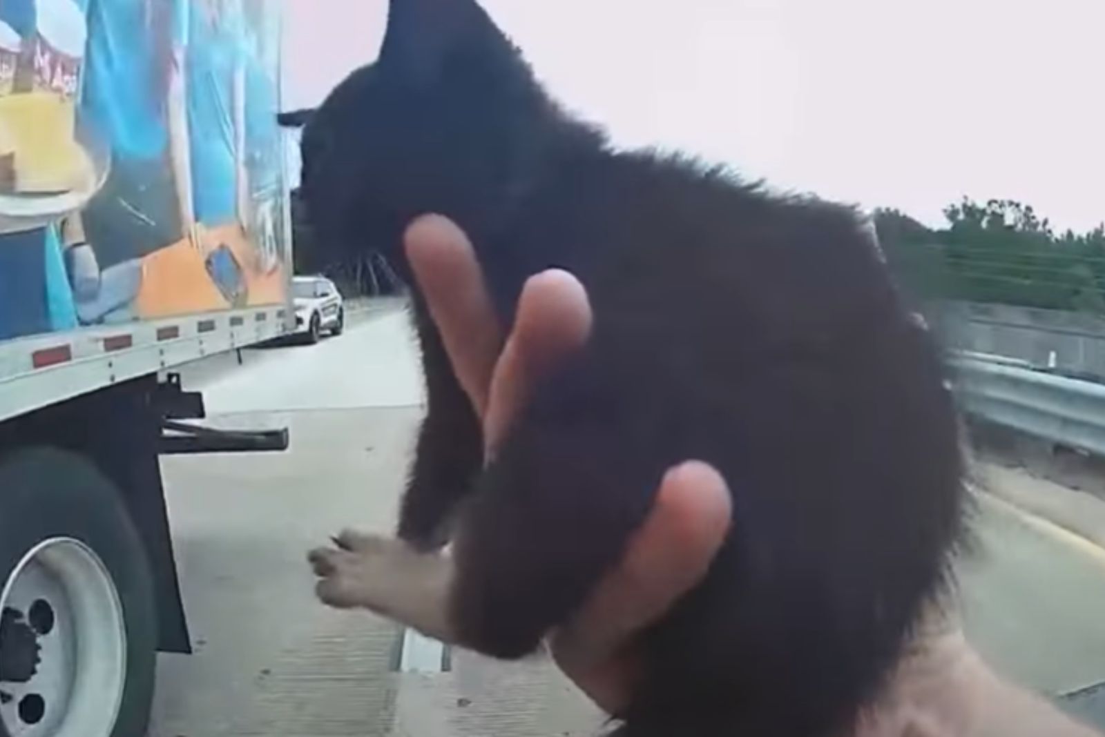 kitten in human hand