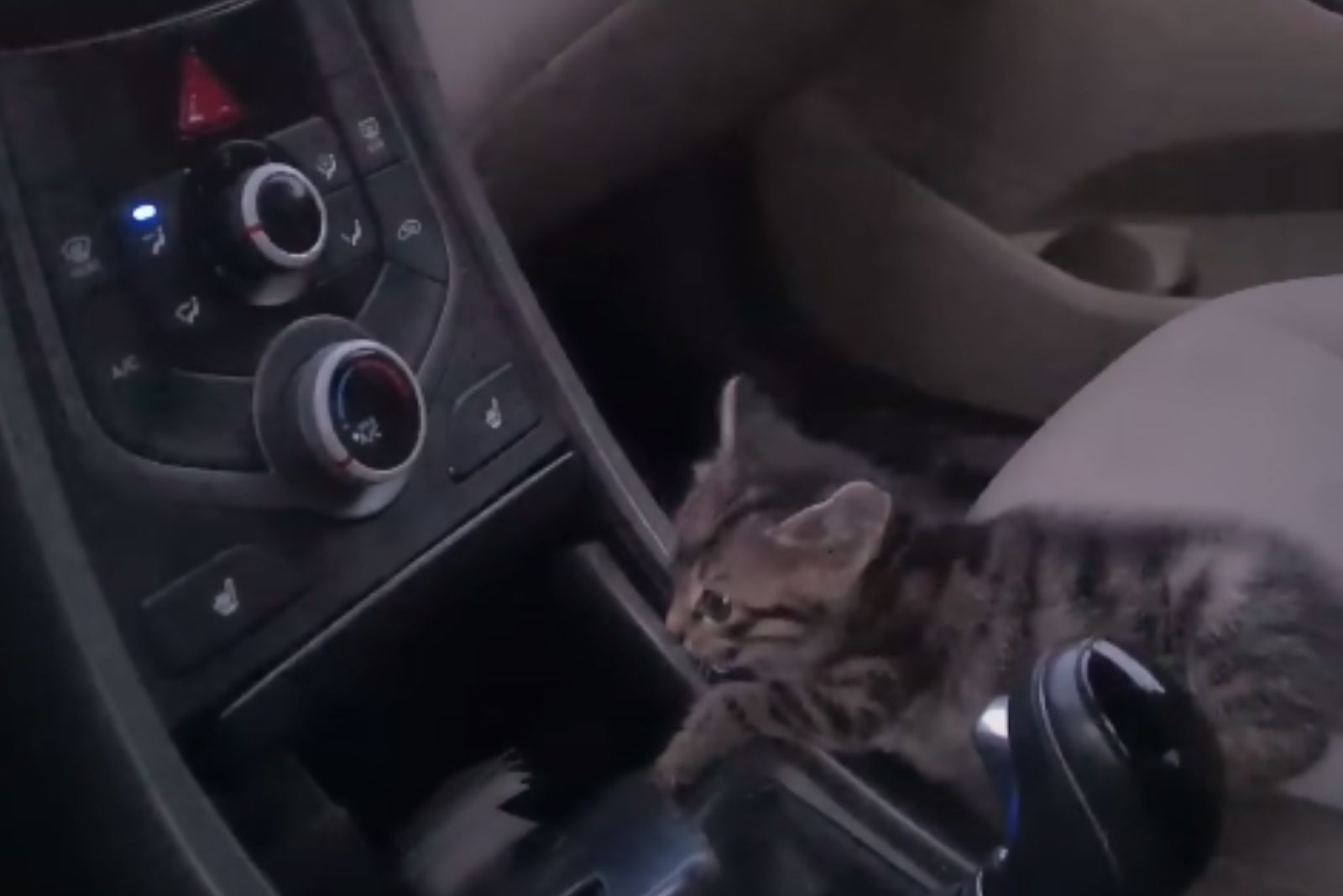 kitten in the car