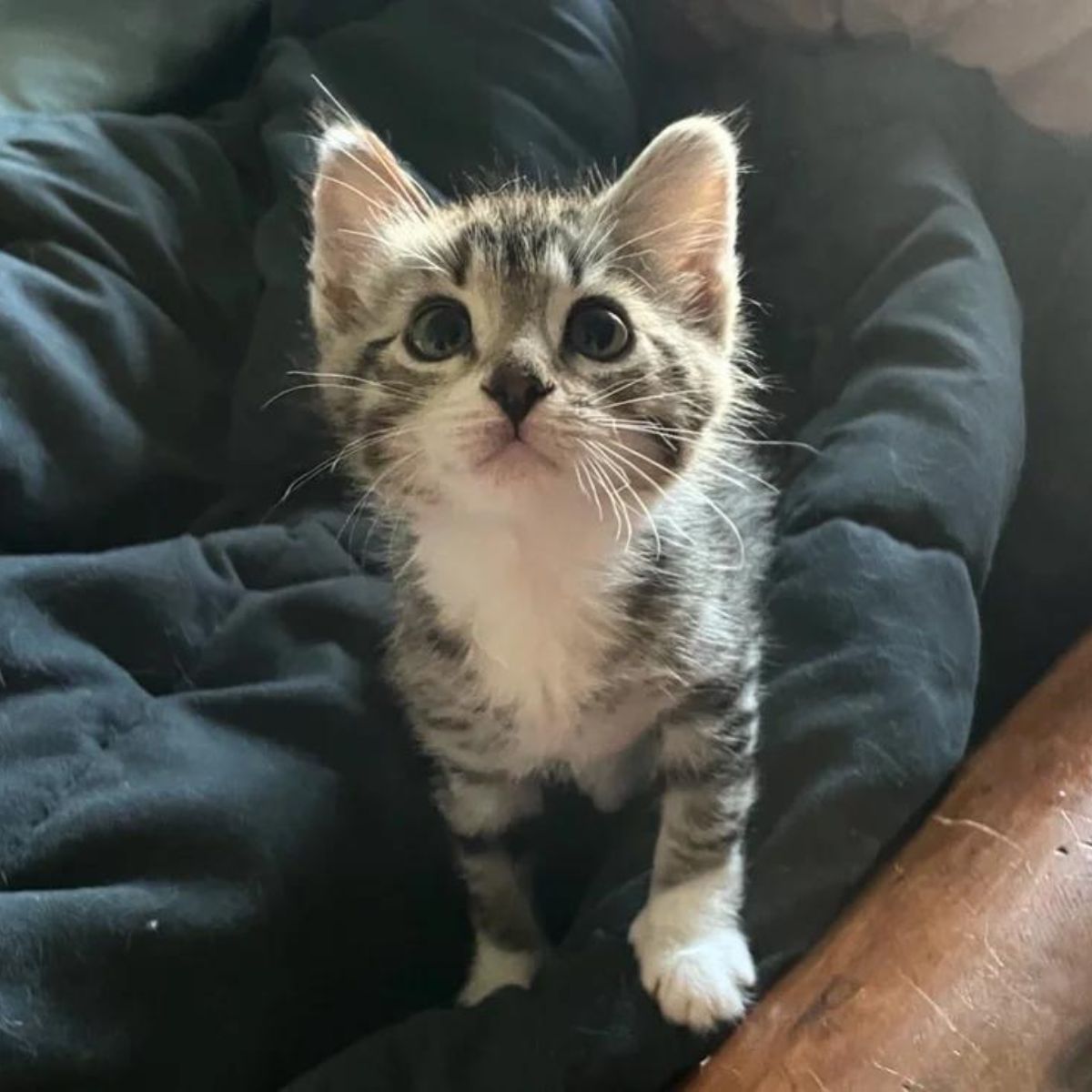 kitten sitting on a black cover