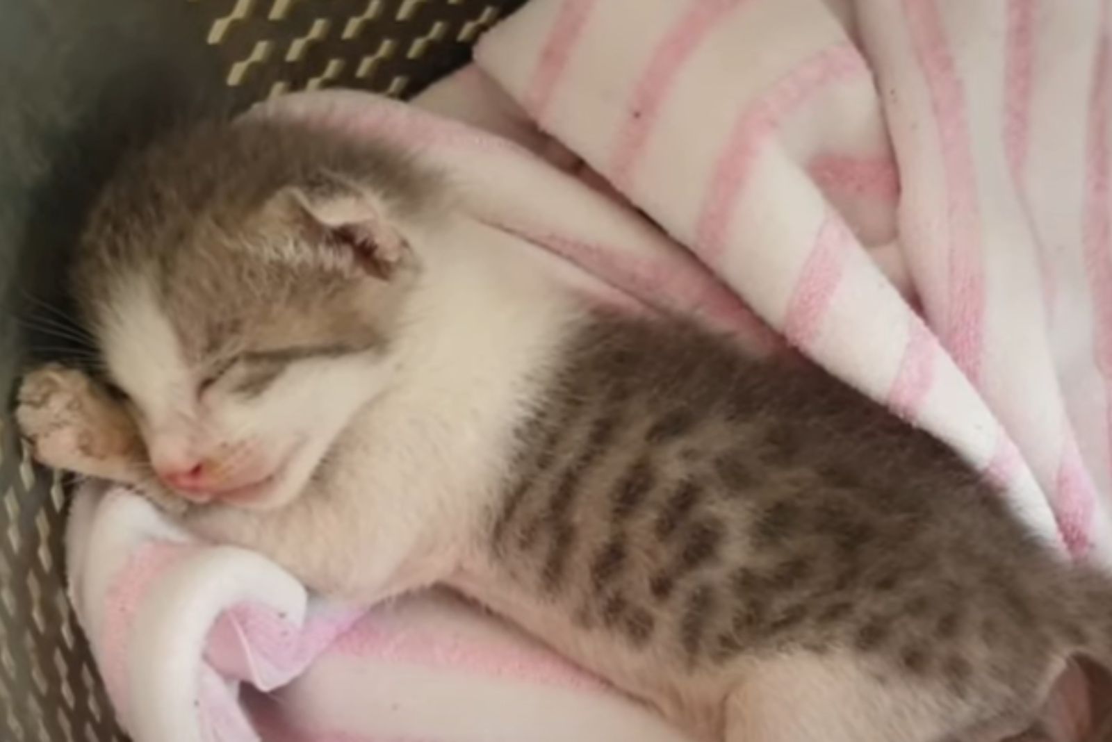 kitten sleeping