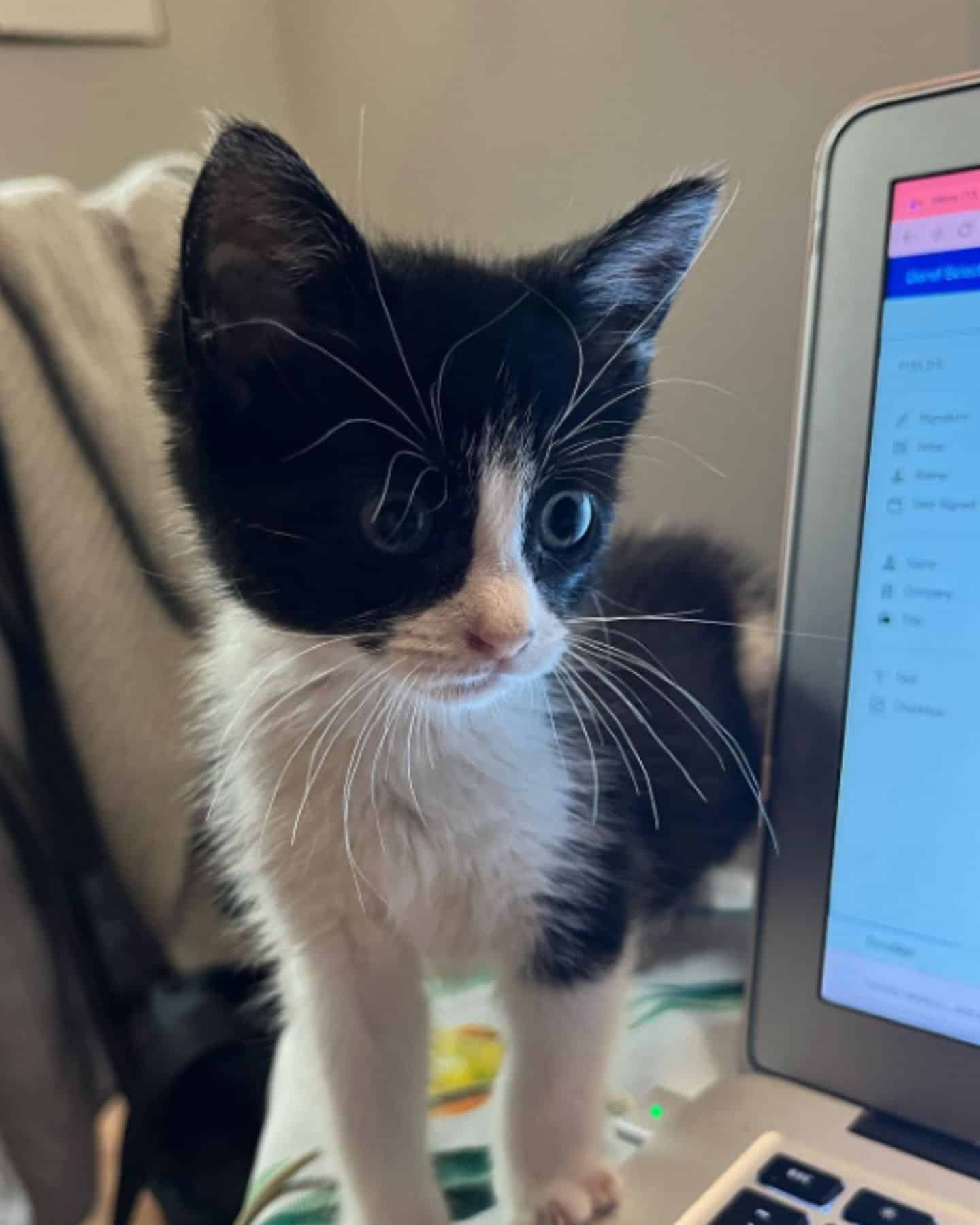 kitten standing on laptop