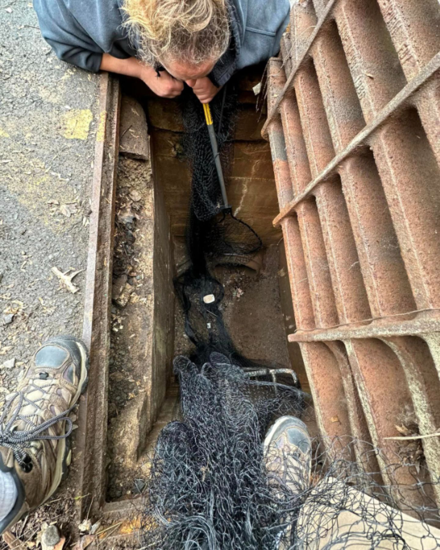 kitten trapped in drain