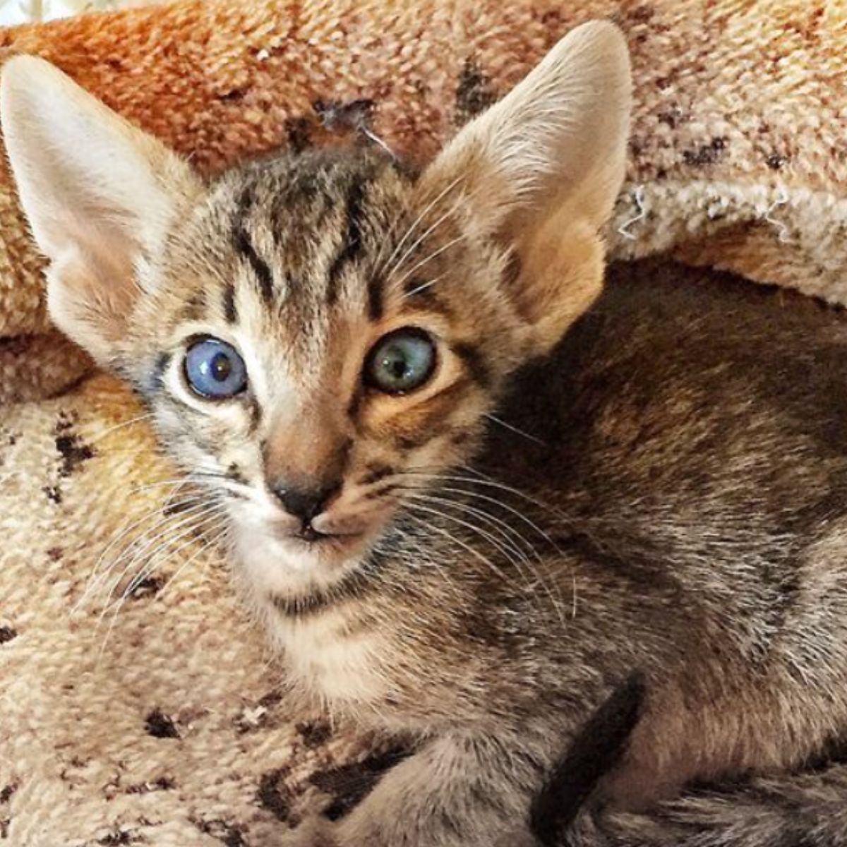 kitten with big ears