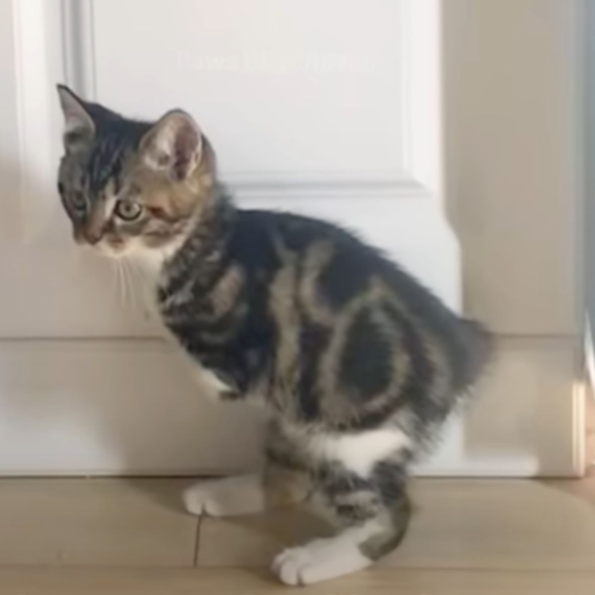 kitten without two legs