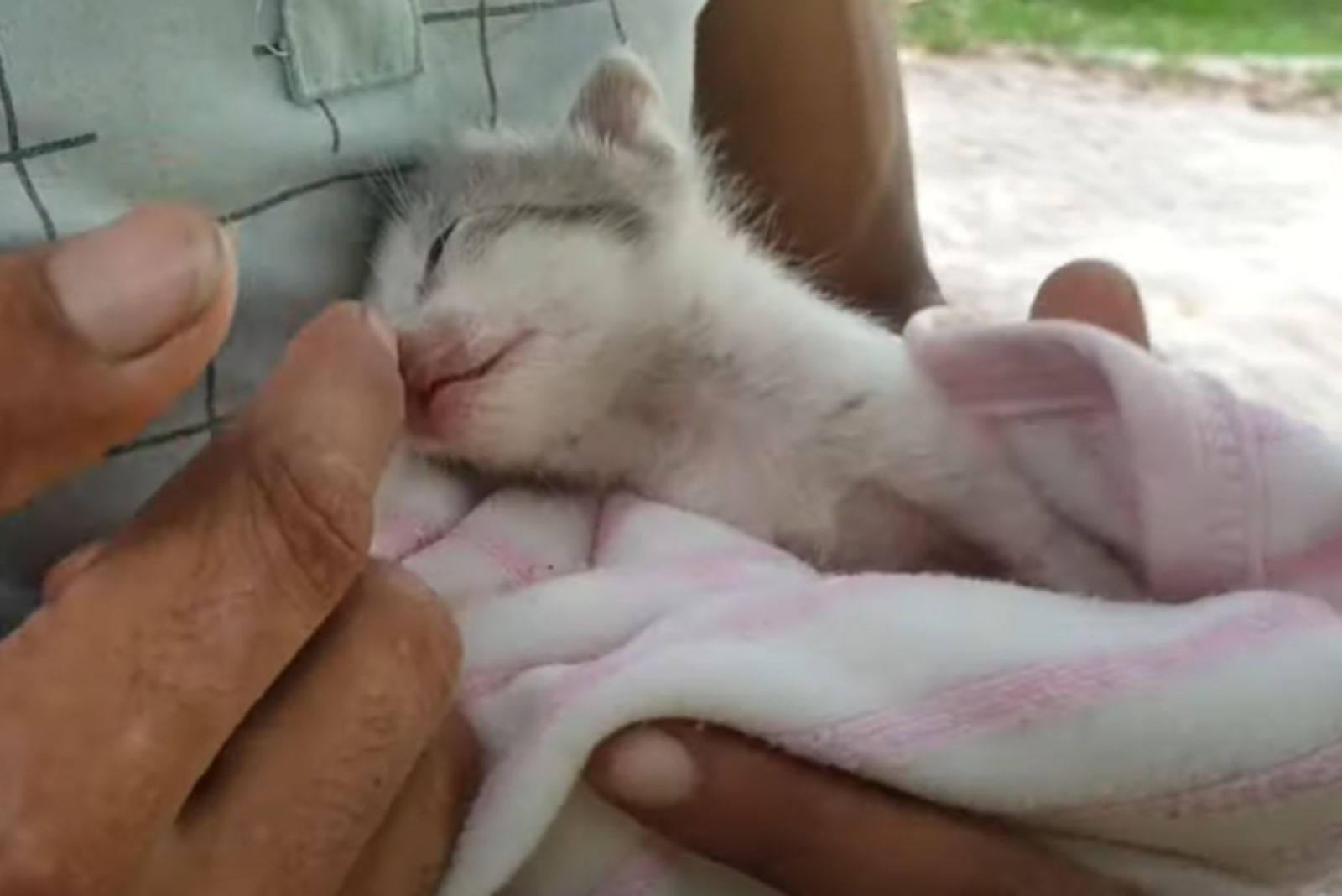 kitten wrapped in a blanket