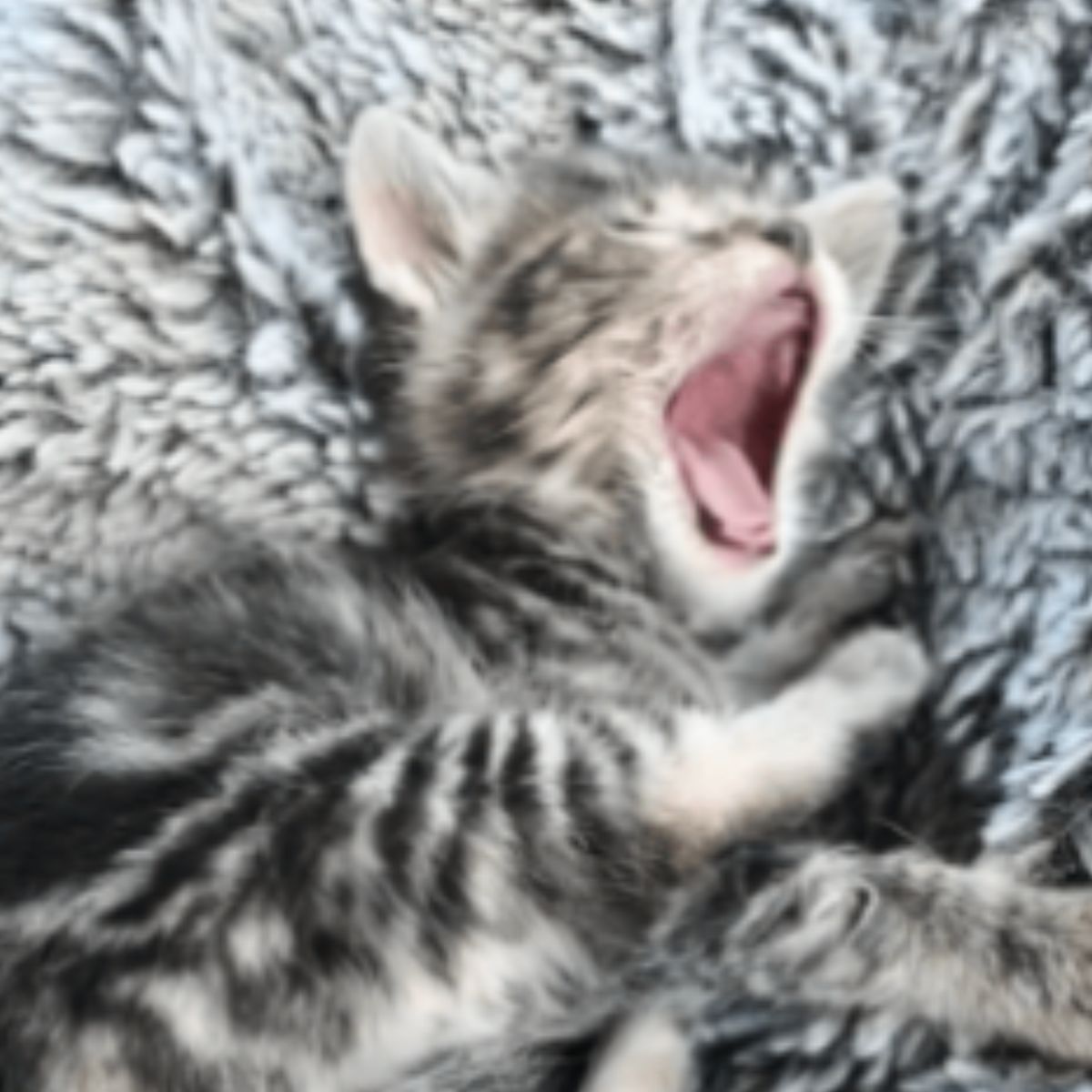 kitten yawning