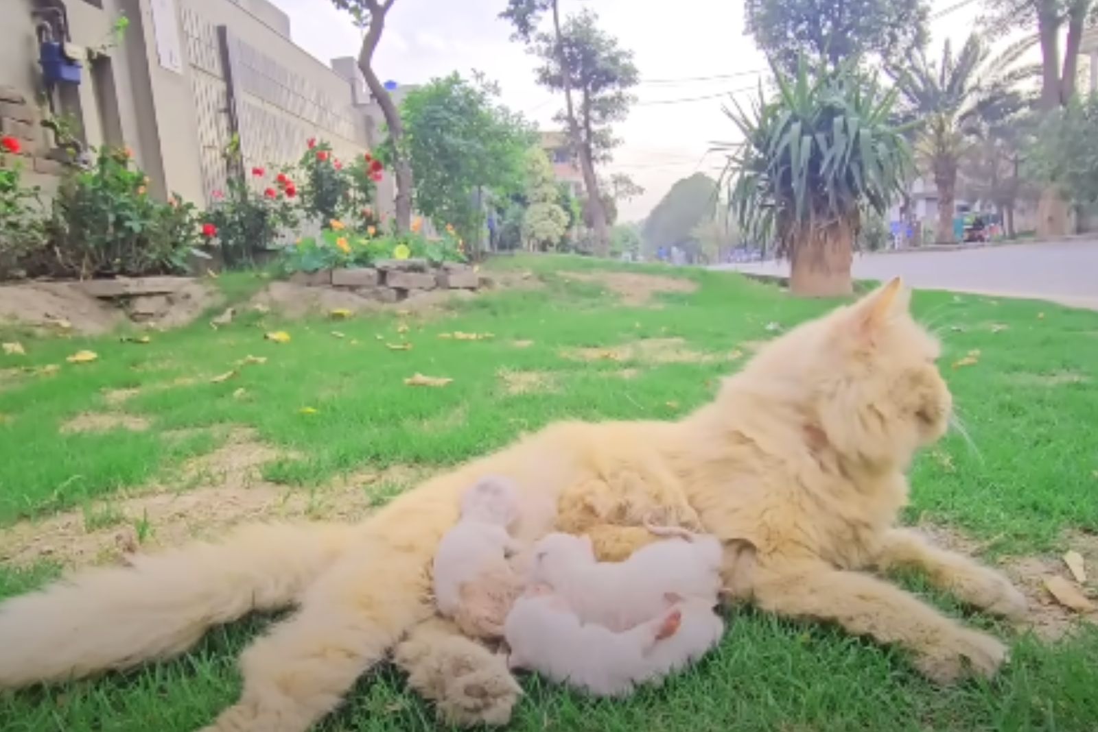 mama cat with kittens in yard