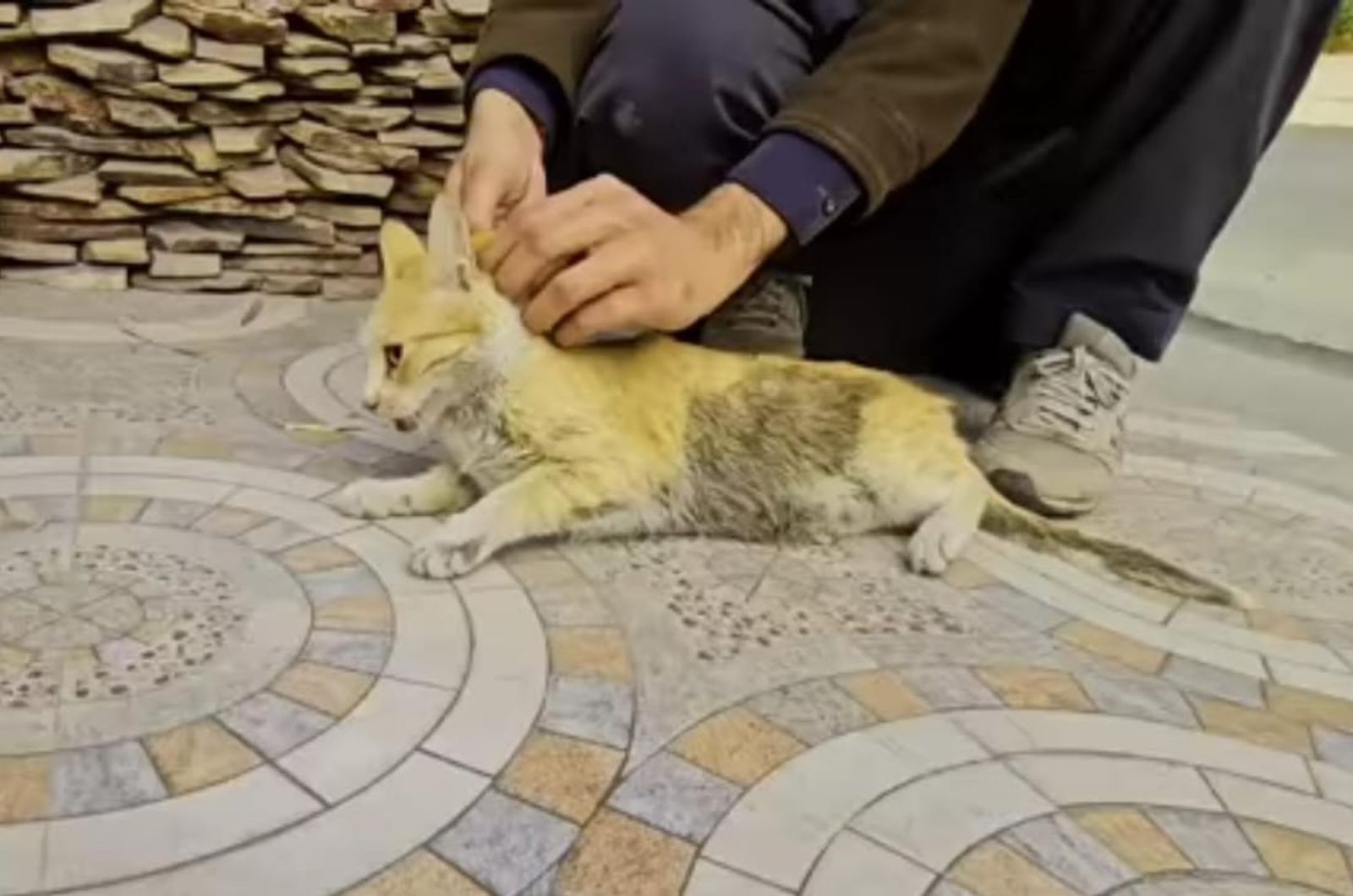 man helping a cat