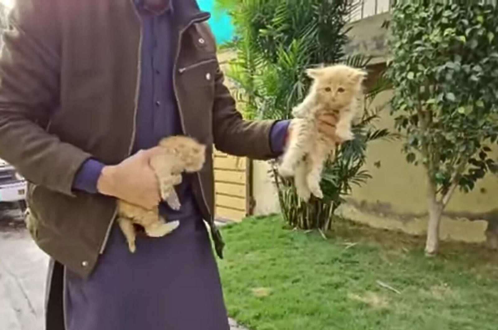 man holding two kittens