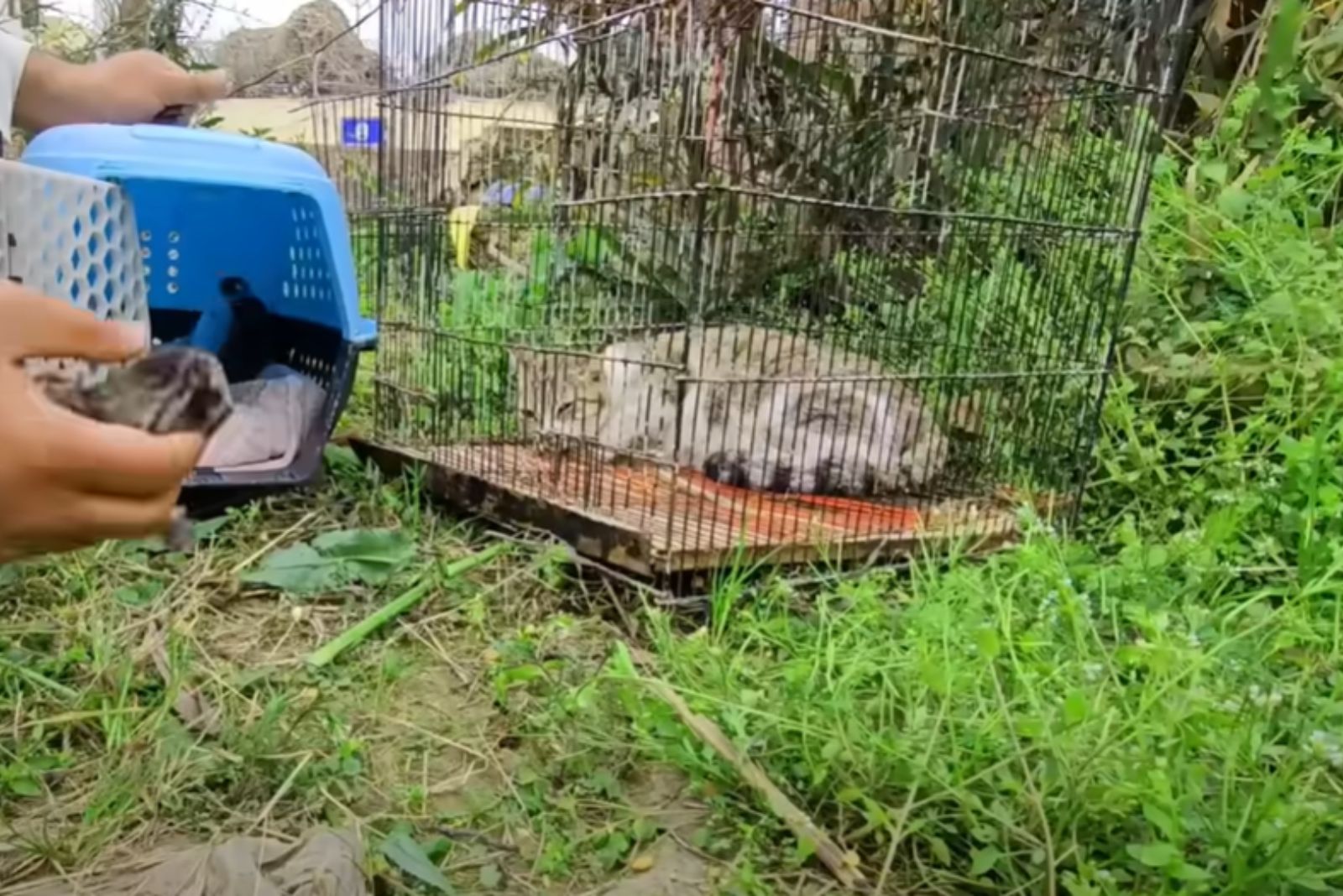 man trying to get kittens in a box