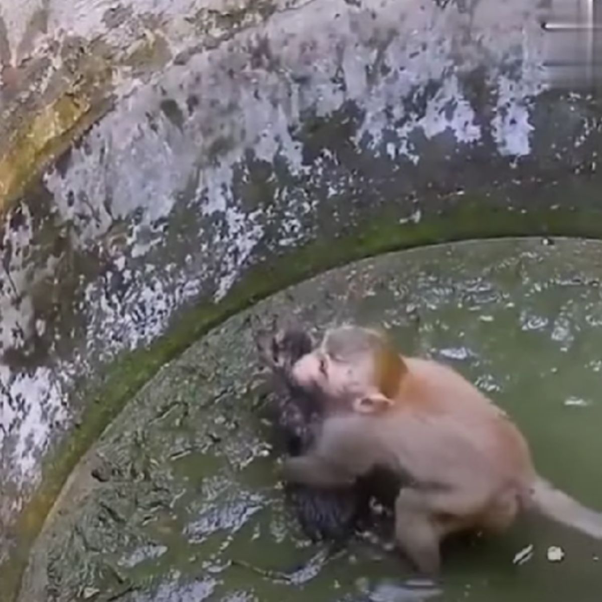 monkey rescuing kitten