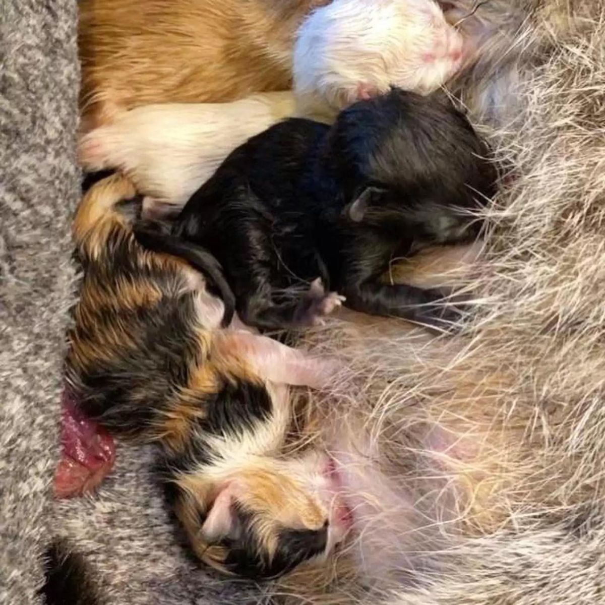 newborn kittens