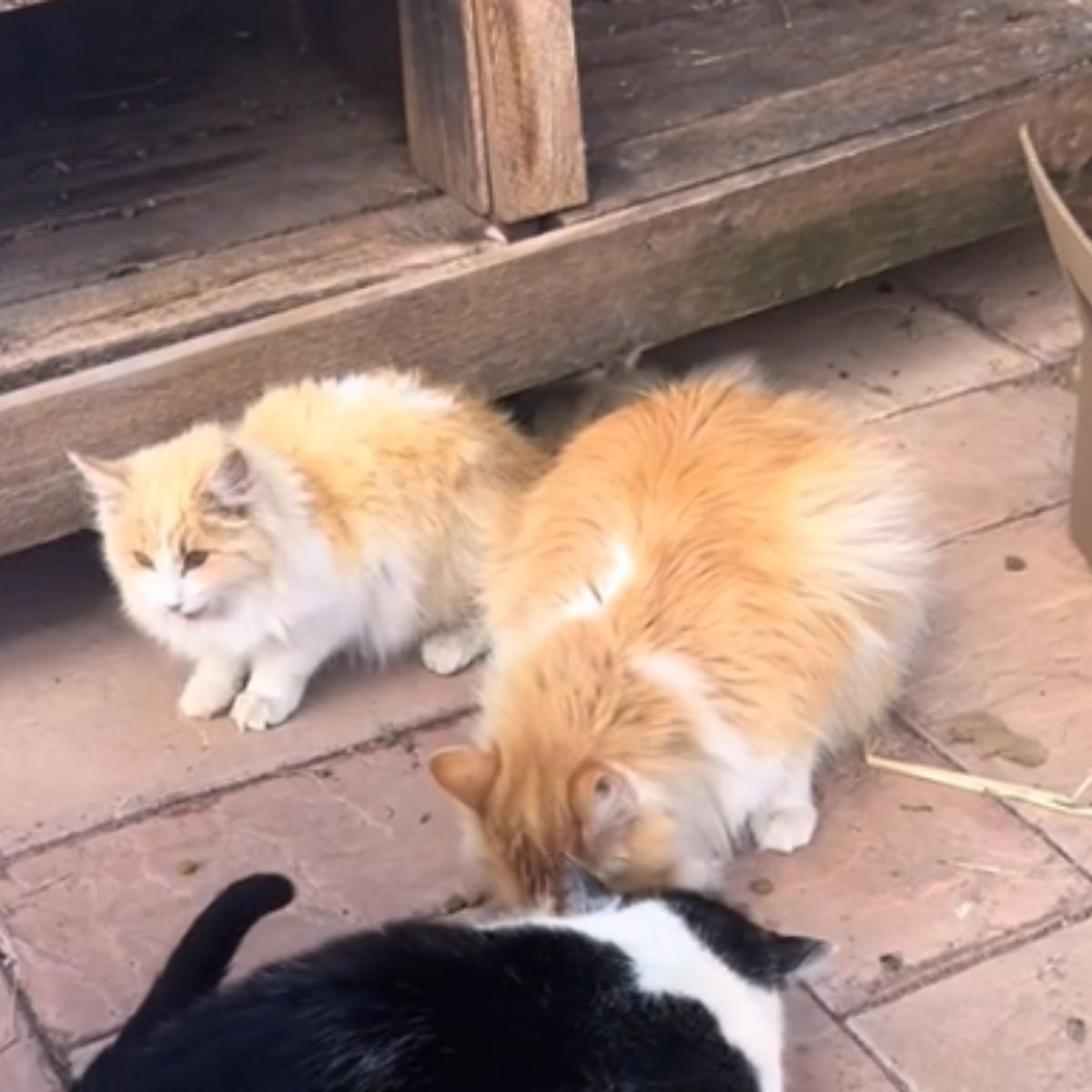 orange kittens outdoor