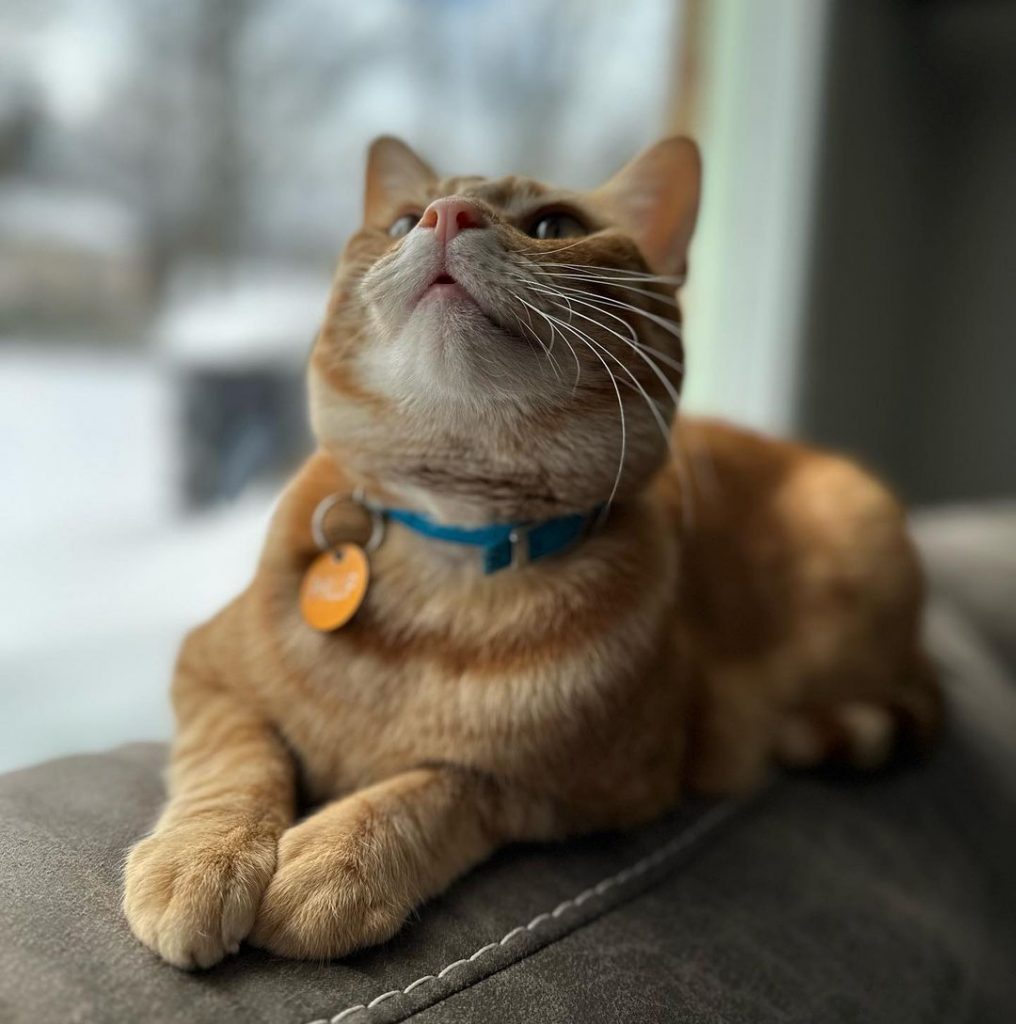 phillip the orange cat looking up