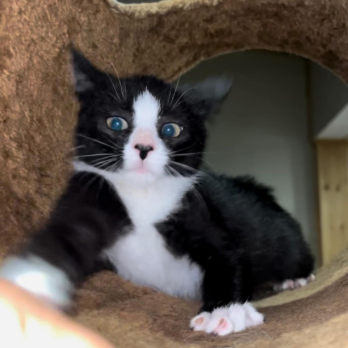 photo of black and white kitten