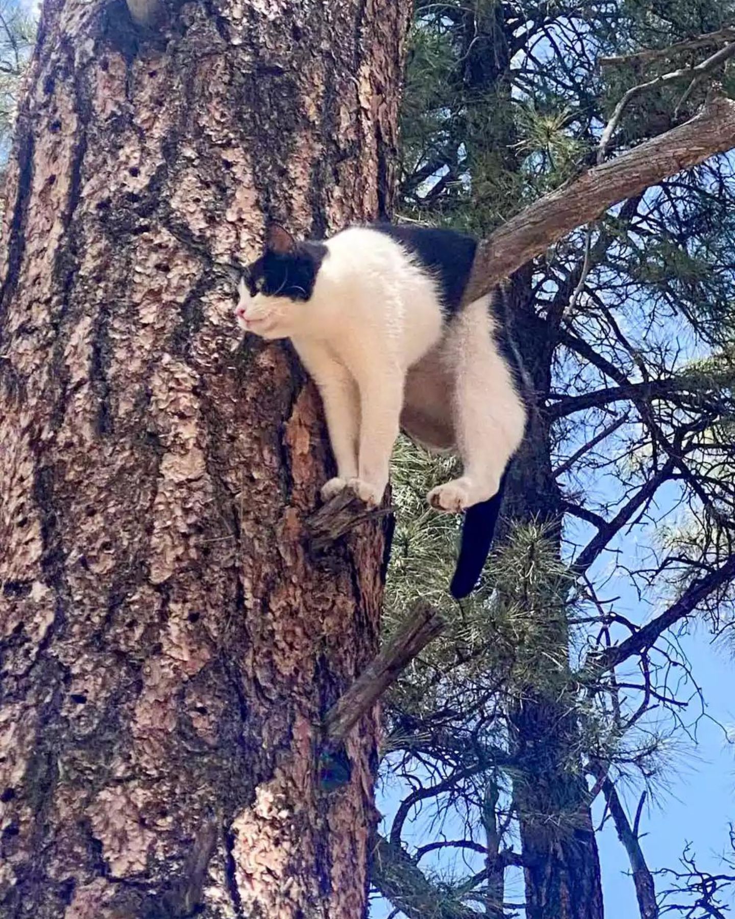 photo of cat stuck on a branch