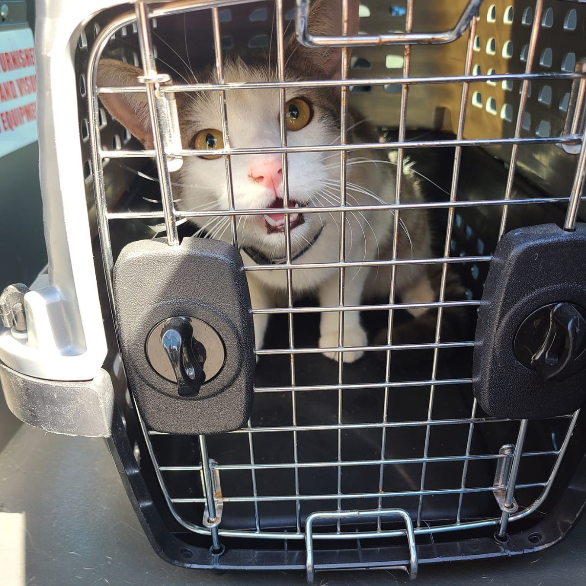 rescued cat in a kennel