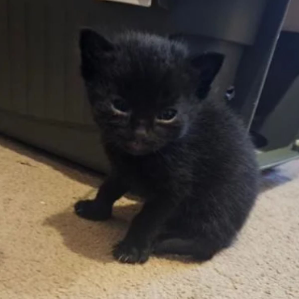 small black kitten