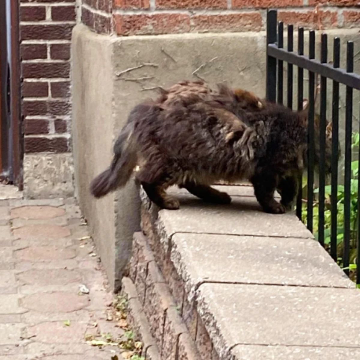 stray cat standing by the fence