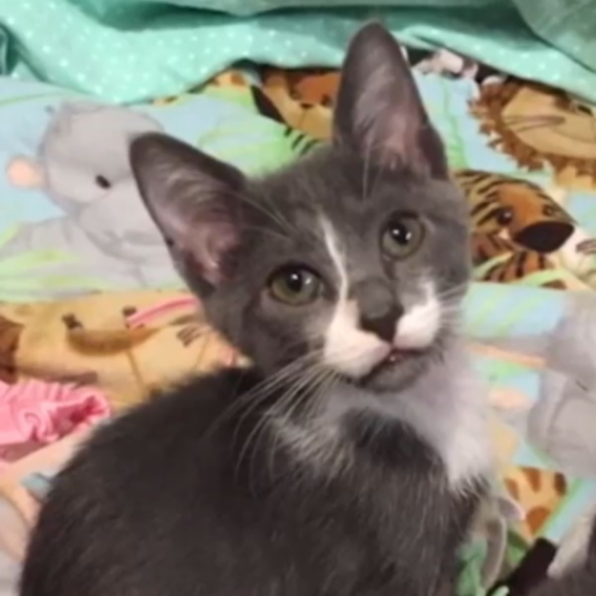 sweet kitten with rare condition