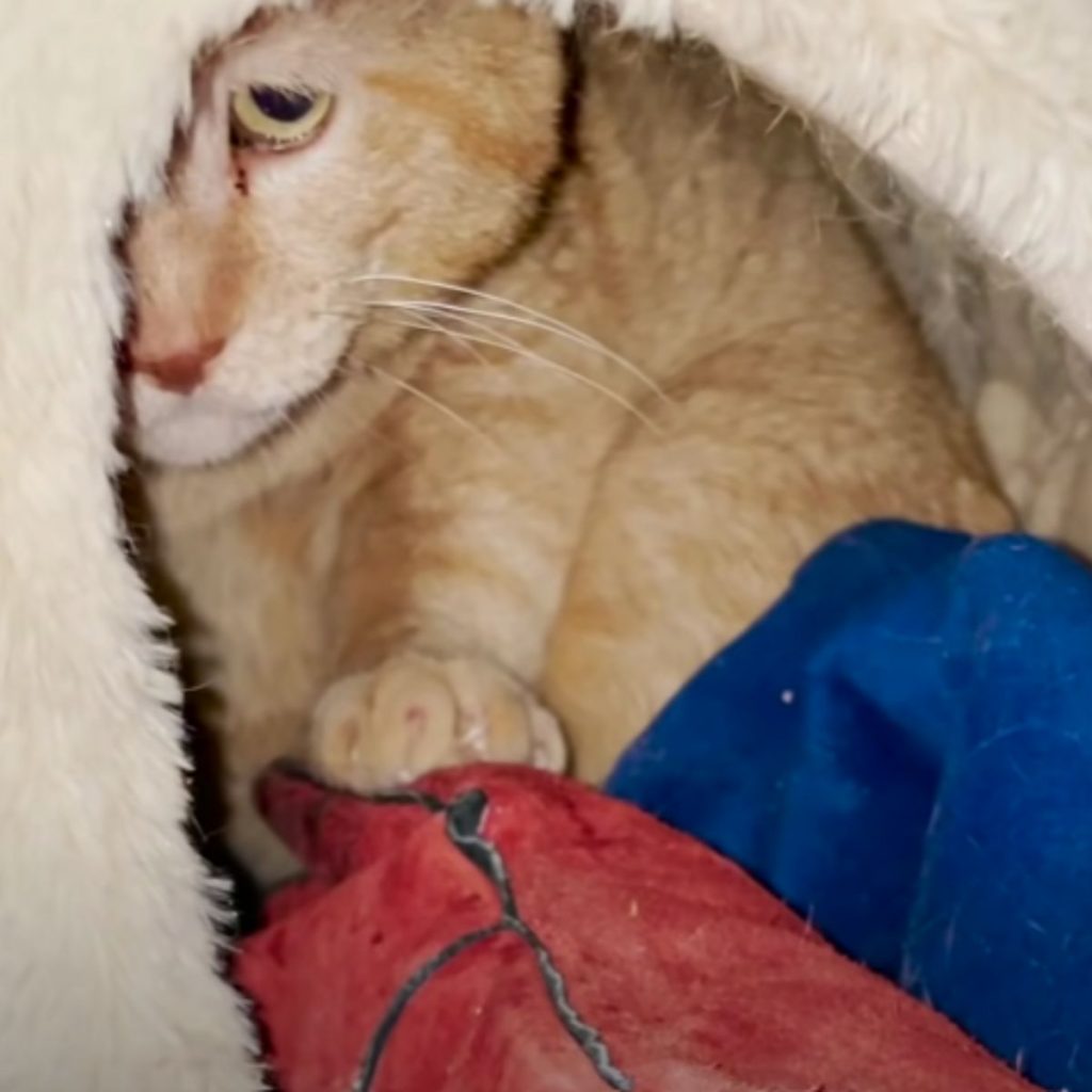 the cat peeks out from under the white blanket