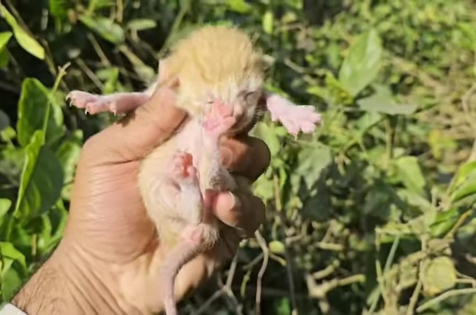 tiny kitten held in hand