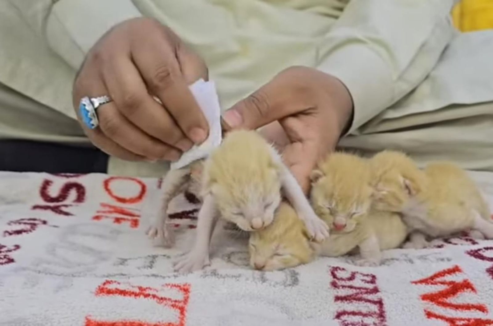 tiny kittens