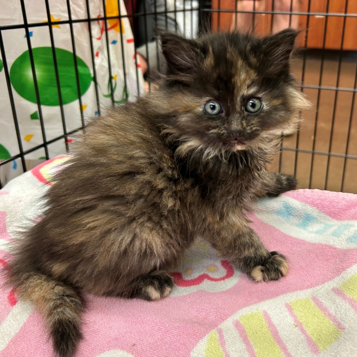 tortoise kitten