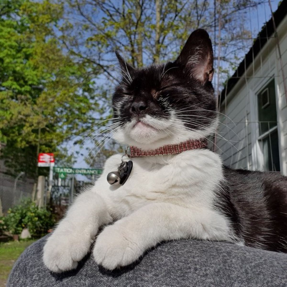 tuxedo cat