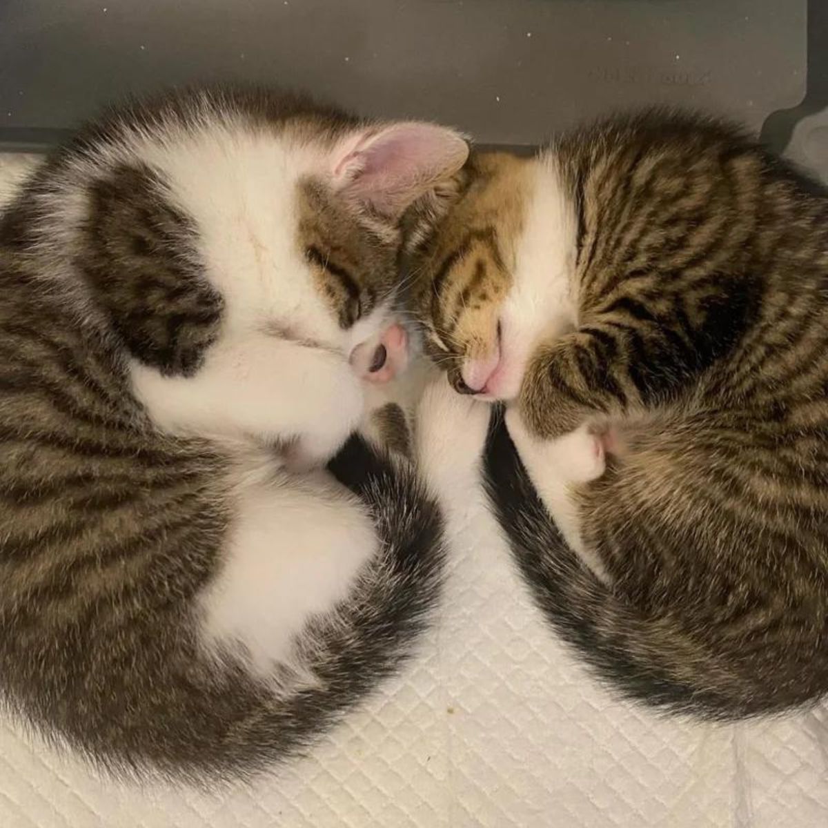 two kittens sleeping