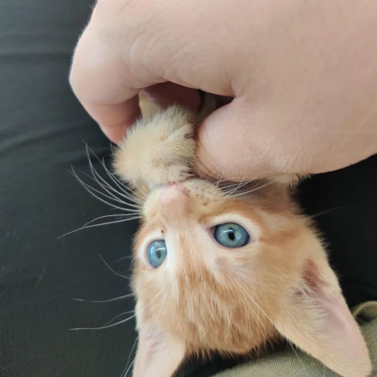 very cute ginger kitten