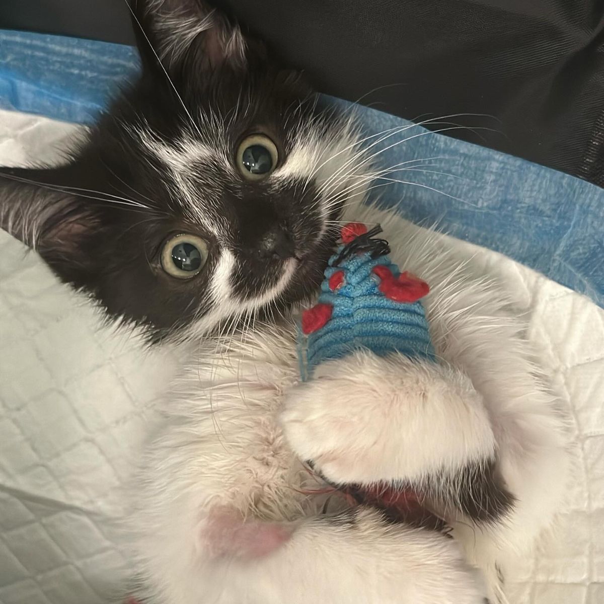 very sweet black and white cat