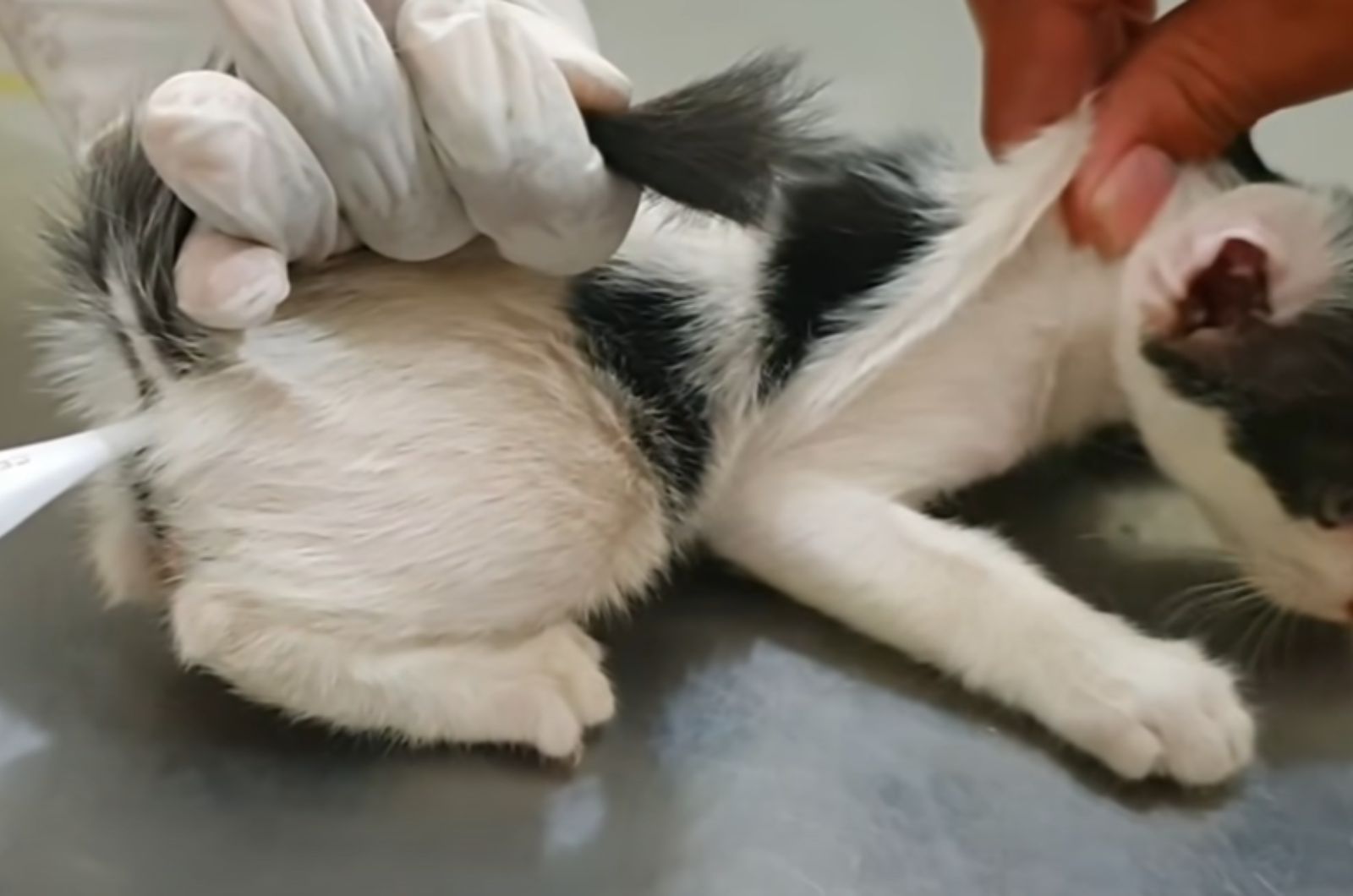 vet examining kitten