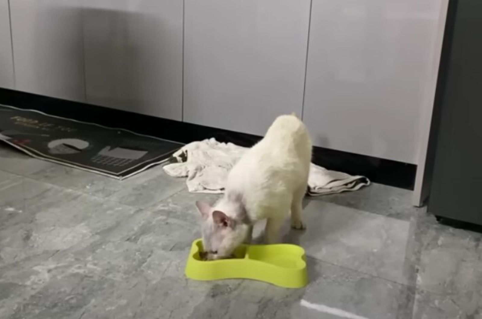 white cat eating food