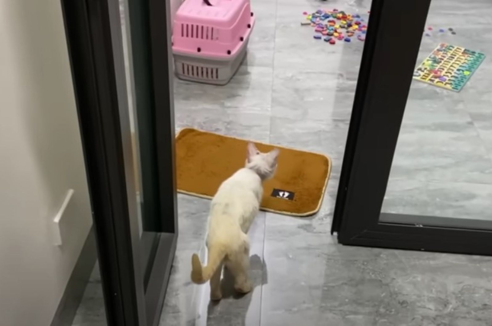 white cat walking