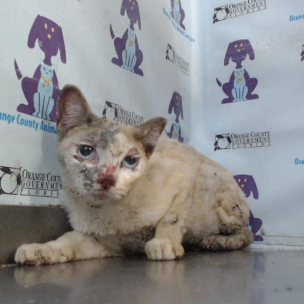 white injured cat