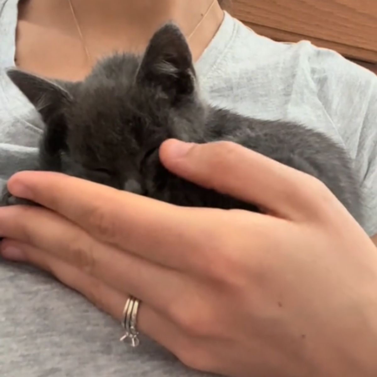 woman and sweet gray kitten