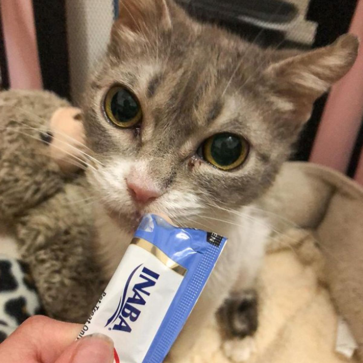 woman feeding gray cat