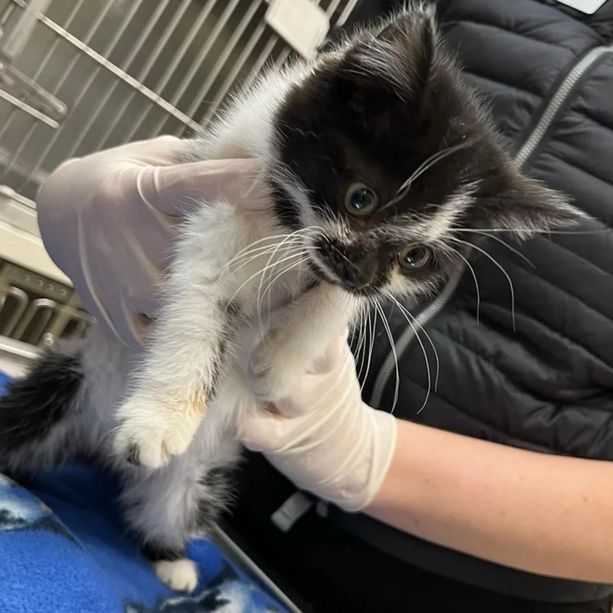 woman holding a cute cat