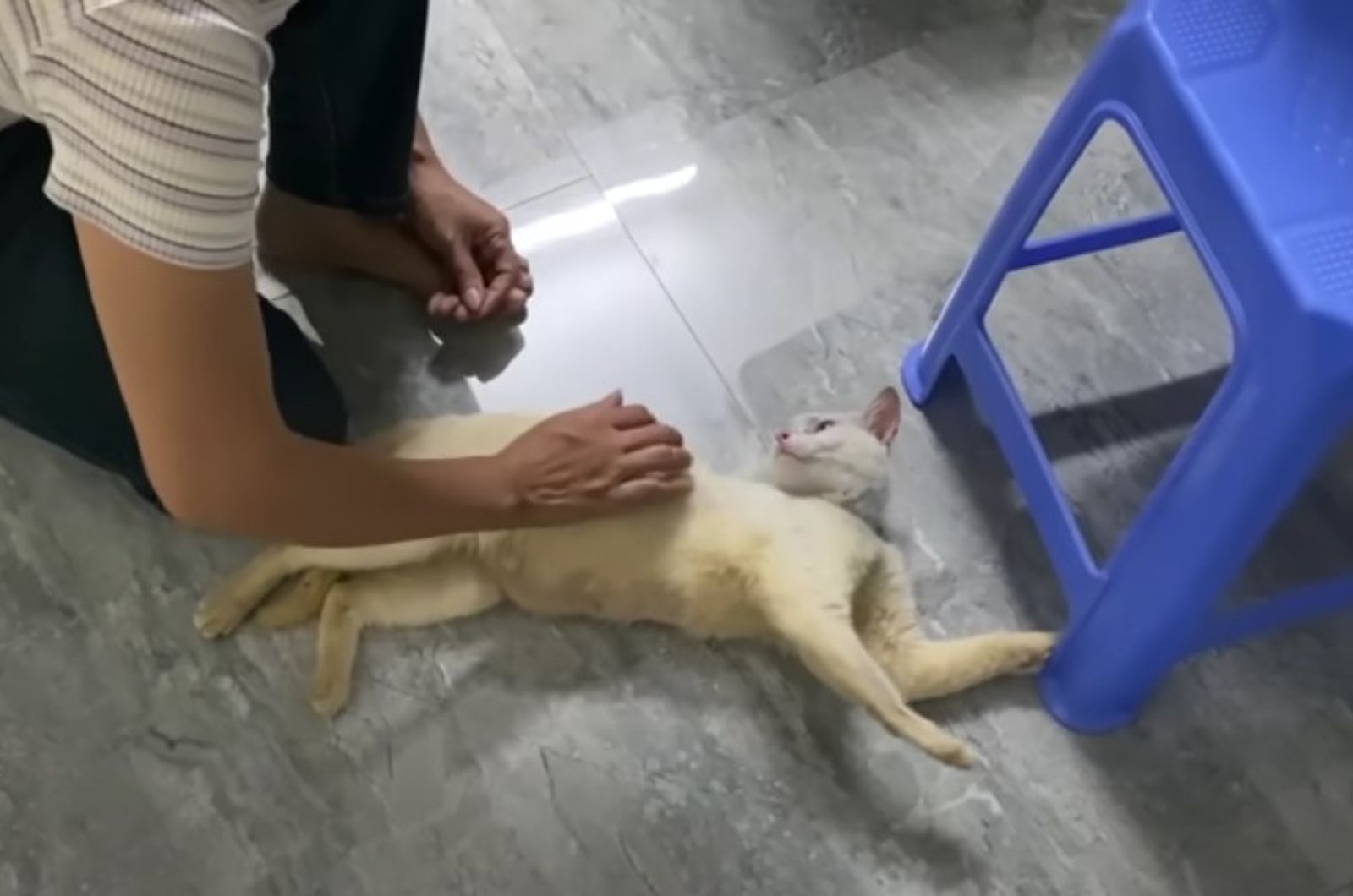 woman petting white cat