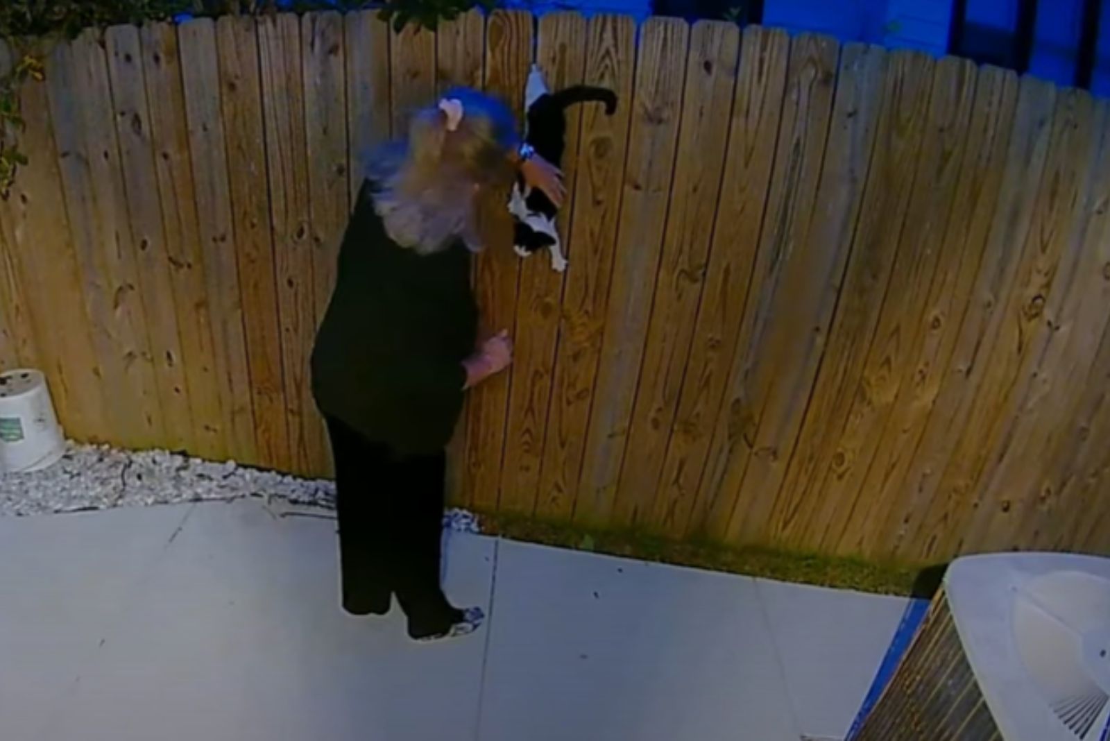 woman rescuing cat on fence