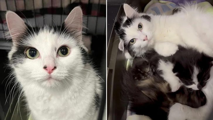 Cat Caring For Her Own Kittens And Nine Others Gets Her Wish Come True After 99 Days