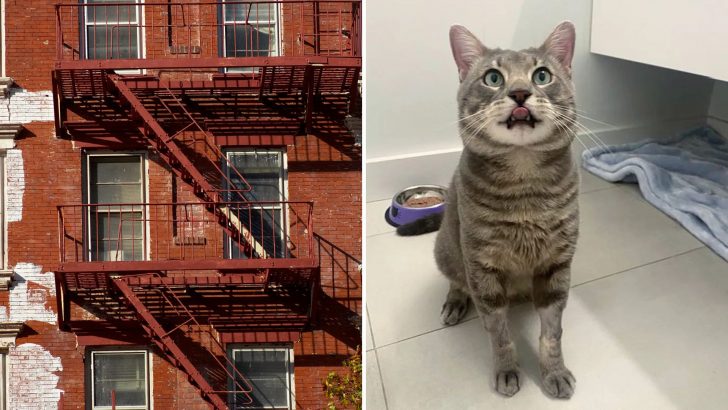 Clever Cat Saves Himself By Running Into Woman’s Apartment During A Building Fire